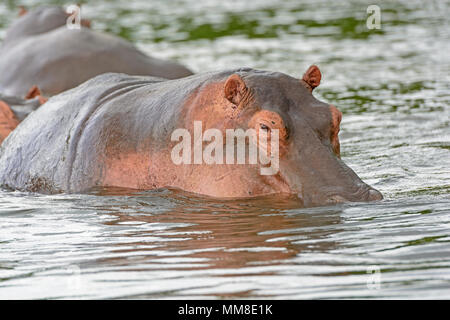 Hippo dans le Nil Victoria en Ouganda Banque D'Images