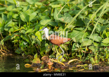 Jacana africain sur la rive du Nil en Ouganda la Victoria Banque D'Images