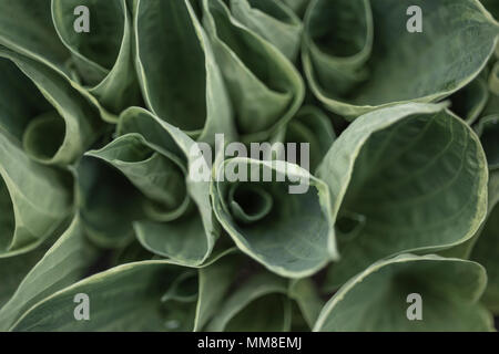 Les feuilles d'un vert luxuriant Hosta Plante. PHILLIP ROBERTS Banque D'Images