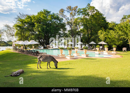 Les zèbres sauvages se nourrissent de l'herbe au bord de la piscine du Royal Livingstone Hotel à Livingstone, Zambie Banque D'Images