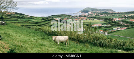 Une vue panoramique avec une vache blanche sur un pâturage à l'île de Faial, Açores. Banque D'Images