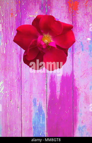 Grunge fond rose rose rouge avec shabby vintage distressed grungy style hippie texture Banque D'Images