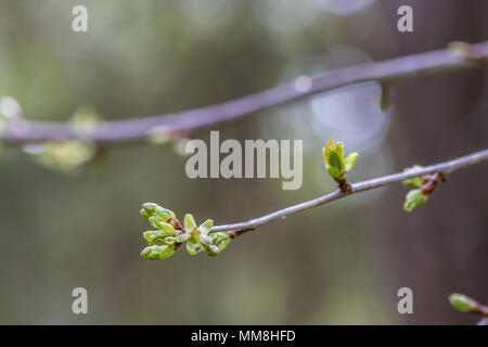 Les bourgeons et les branches de cerisier Banque D'Images