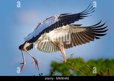 Une jeune Cigogne bois arrive pour un atterrissage parfait dans les Everglades de Floride. Banque D'Images