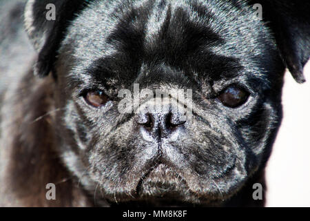 Close-up of a black Pug muselière en journée ensoleillée. Banque D'Images