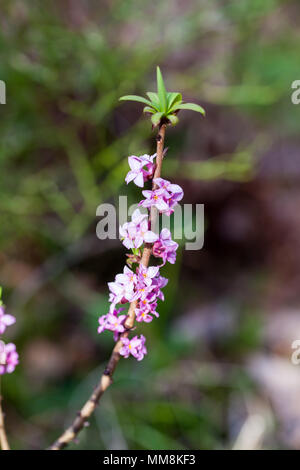 Février daphné (Daphne mezereum) Banque D'Images