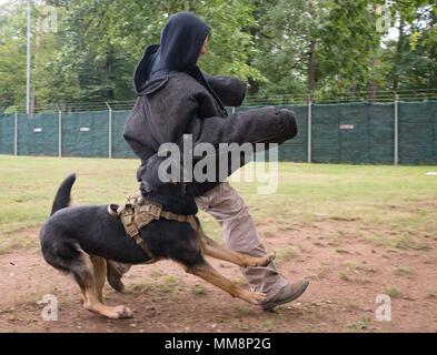 Orca, 86e Escadron des Forces de sécurité, les attaques de chien de travail militaire auteur d'une simulation au cours de sa formation sur la base aérienne de Ramstein, Allemagne, Septembre 12, 2017. MWDs doit être extrêmement discipliné et adaptés à leur maître afin que lorsqu'il y a danger, les chiens vont réagir immédiatement et correctement pour neutraliser la menace. (U.S. Photo de l'Armée de l'air par la Haute Airman Elizabeth Baker) Banque D'Images