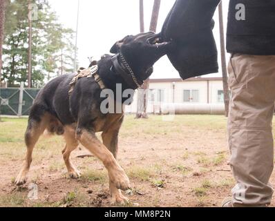 Orca, 86e Escadron des Forces de sécurité, les morsures de chien de travail militaire auteur d'une simulation au cours de sa formation sur la base aérienne de Ramstein, Allemagne, Septembre 12, 2017. Former des gestionnaires MWDs tel qu'Orca pour revenir sur les comportements menaçants et réagir immédiatement à neutraliser les attaquants. (U.S. Photo de l'Armée de l'air par la Haute Airman Elizabeth Baker) Banque D'Images