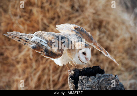 Barn Owl, Flathead Comté, Montana Banque D'Images