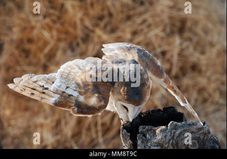 Barn Owl, Flathead Comté, Montana Banque D'Images