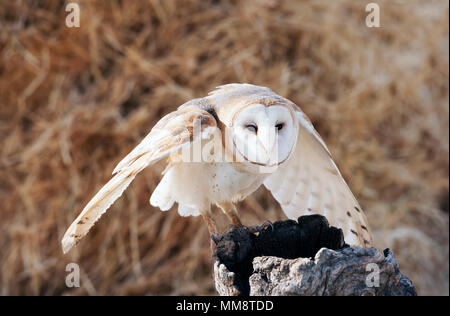 Barn Owl, Flathead Comté, Montana Banque D'Images