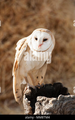 Barn Owl, Flathead Comté, Montana Banque D'Images