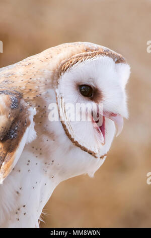 Barn Owl, Flathead Comté, Montana Banque D'Images