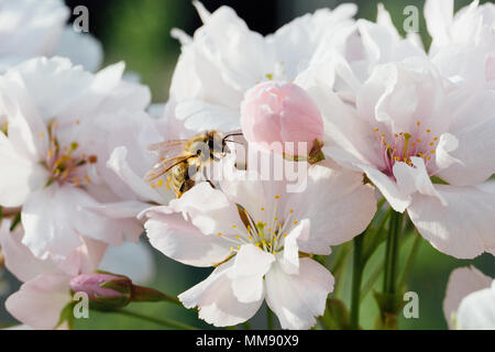 Close up d'une abeille pollinisant les fleurs de cerisier Banque D'Images