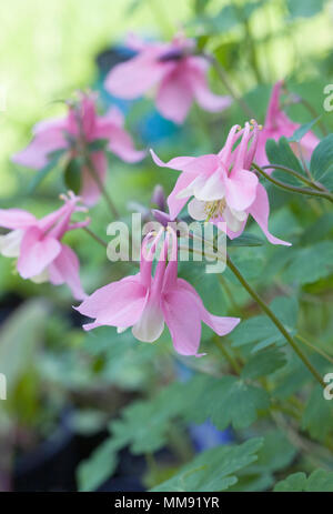 Aquilegia Spring Magic rose et blanc. Banque D'Images