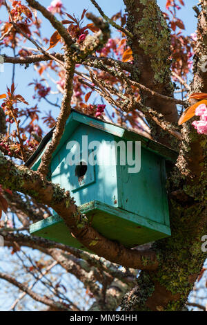 Cabane verte sur une branche dans un cerisier japonais Banque D'Images