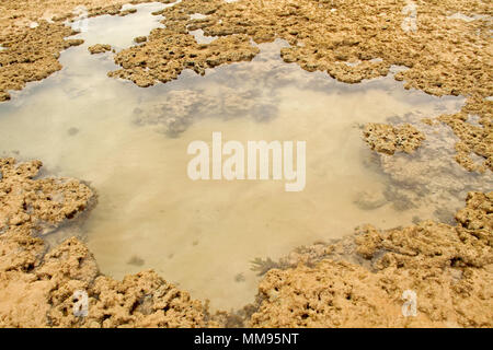 Les algues, l'île d'Areia Vermelha, Areia Vermelha beach, Areia Vermelha État Marine Park, Cabedelo, Paraíba, Brésil Banque D'Images