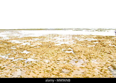 Les algues, l'île d'Areia Vermelha, Areia Vermelha beach, Areia Vermelha État Marine Park, Cabedelo, Paraíba, Brésil Banque D'Images