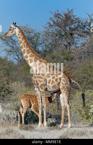 Les Girafes angolais (Giraffa camelopardalis angolensis), mère allaitant son bébé, Etosha National Park, Namibie Banque D'Images