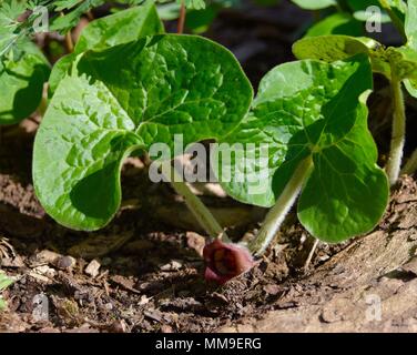 Feuilles en forme de coeur vert vif et rare fleur pourpre de gingembre sauvage dans une forêt au printemps. Banque D'Images