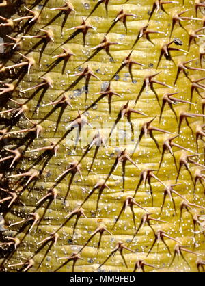 Les pointes d'un Pachypodium lamerei palmier Madagaskar Banque D'Images