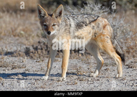 Le chacal à dos noir (Canis mesomelas) debout, alerte, Etosha National Park, Namibie, Afrique Banque D'Images