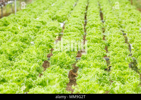 Usine de salade de laitue, salade de légumes hydroponiques, laisser la feuille. Banque D'Images