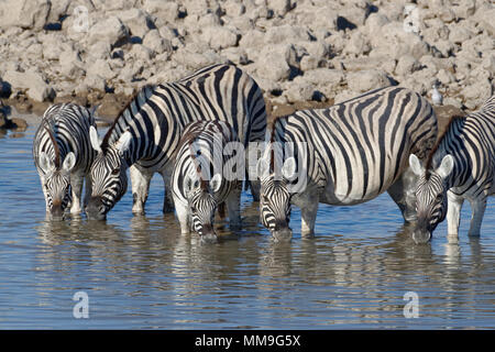 Troupeau de zèbres de Burchell (Equus quagga burchellii), adultes avec deux jeunes animaux, boire, point d'Okaukuejo, Etosha National Park, Namibie Banque D'Images