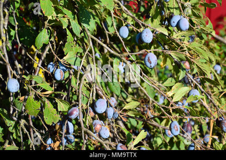 Fruits de prunes sur les branches. Pruneaux d'arbres. Banque D'Images