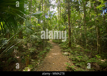 Une piste de marche à travers la végétation dense de la forêt tropicale vert émeraude dans Eungalla National Park Queensland Australie Banque D'Images