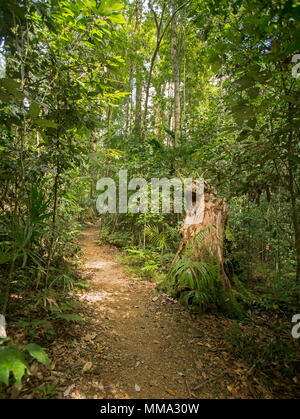 Une piste de marche à travers la végétation dense de la forêt tropicale vert émeraude dans Eungalla National Park Queensland Australie Banque D'Images