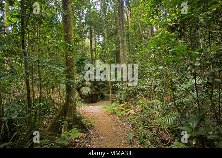 Une piste de marche à travers la végétation dense de la forêt tropicale vert émeraude dans Eungalla National Park Queensland Australie Banque D'Images