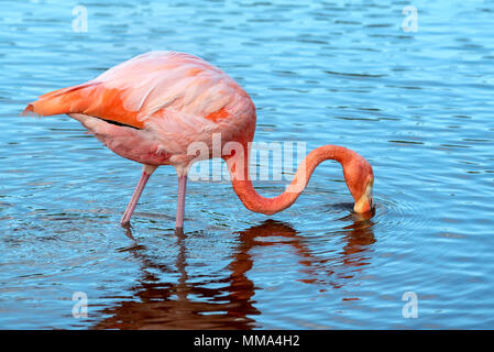Flamant rose (Phoenicopterus ruber) dans une lagune sur l'île Isabela, îles Galapagos, en Équateur. Banque D'Images