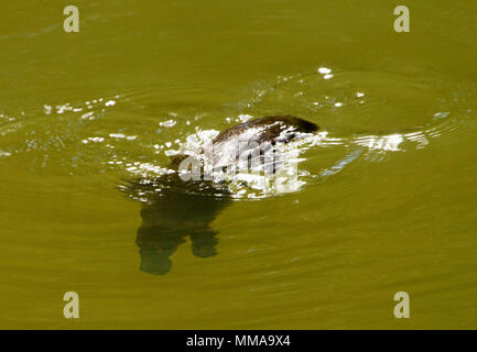 Ornithorynque, Ornithorhynchus anatinus, natation dans l'eau de rivière à Eungalla, Parc national du nord du Queensland, Australie. Banque D'Images