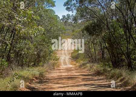 Paysage avec des terres boisées d'eucalyptus rompu par chemin de terre étroit dans Minerva Hills National Park, près de Springsure, Queensland Australie Banque D'Images