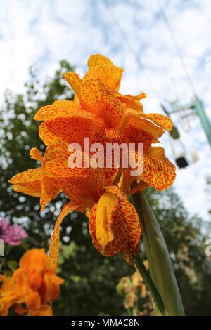 Tropical flower jaune Banque D'Images