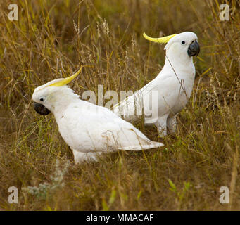 Deux cacatoès à crête du soufre sur le terrain parmi les herbes sèches à l'état sauvage dans l'ouest du Queensland en Australie Banque D'Images