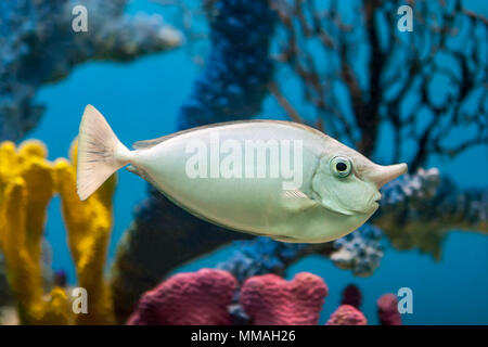 Poisson Unicorn en face de coraux aux couleurs vives dans un aquarium Banque D'Images