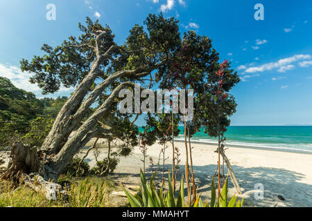 Pohutakawa arbres et buissons de lin dans une baie de sable dans le Coromandel, Nouvelle-Zélande. Banque D'Images