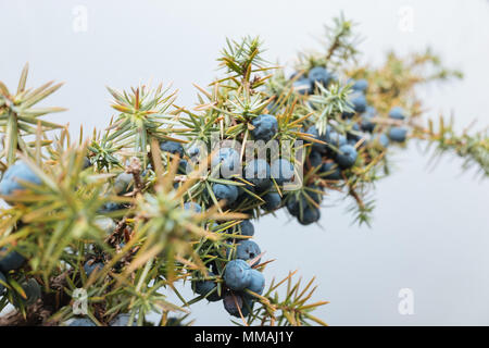 Près d'une succursale d'wild genévrier (Juniperus Communis), remplis de petits fruits violets. Banque D'Images