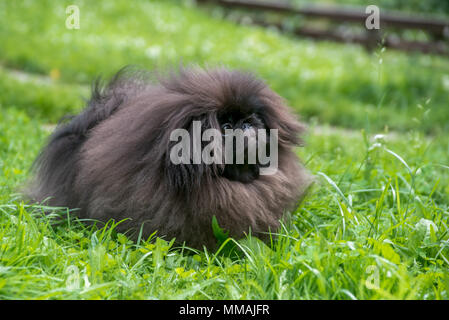 Mignon petit canard noir assis sur l'herbe Banque D'Images