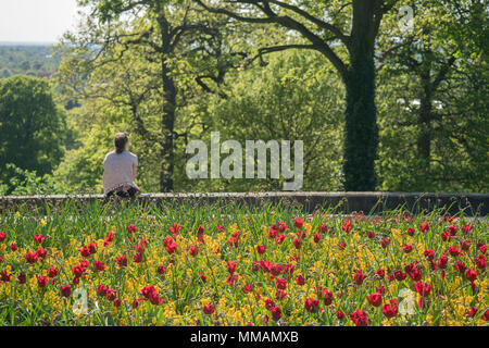 Vues de fleurs à Pembroke Lodge à Richmond Park, Londres. Date de la photo : le jeudi 3 mai 2018. Photo : Roger Garfield/Alamy Banque D'Images