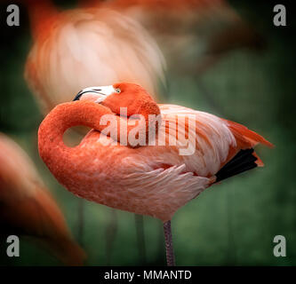 Un élégant oiseau Flamingo debout dans un troupeau. Banque D'Images
