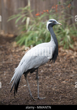 La grue Demoiselle est originaire de l'Inde et l'Afrique du Nord. Il a une hauteur d'environ 35 cm ce qui en fait la plus petite des espèces de grues. Banque D'Images