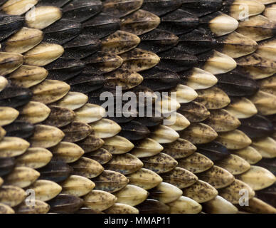 Close up de la balance d'une peau de serpent. Banque D'Images