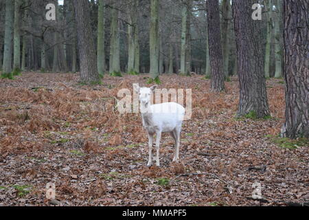 Wildpark Alte Fasanerie Banque D'Images