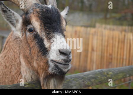 Wildpark Alte Fasanerie Banque D'Images