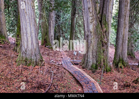 Le sentier serpente à travers l'ancienne forêt dans le centre de la Colombie-Britannique Banque D'Images