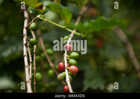 Les grains de café sur une branche d'arbre Banque D'Images