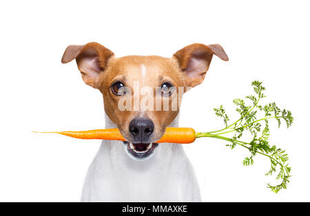 Jack Russell chien avec des carottes à vegan bouche , isolé sur fond blanc Banque D'Images